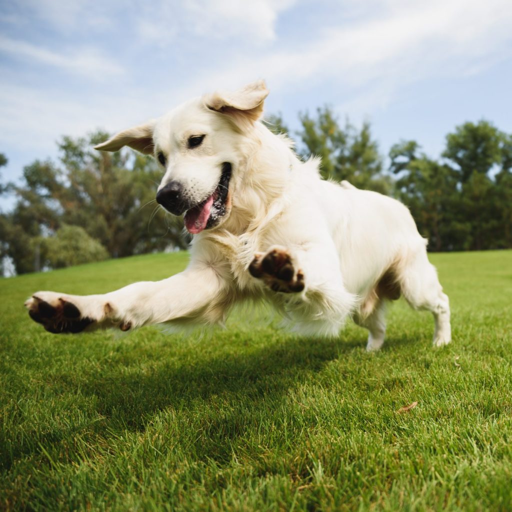 healthy dog running through park
