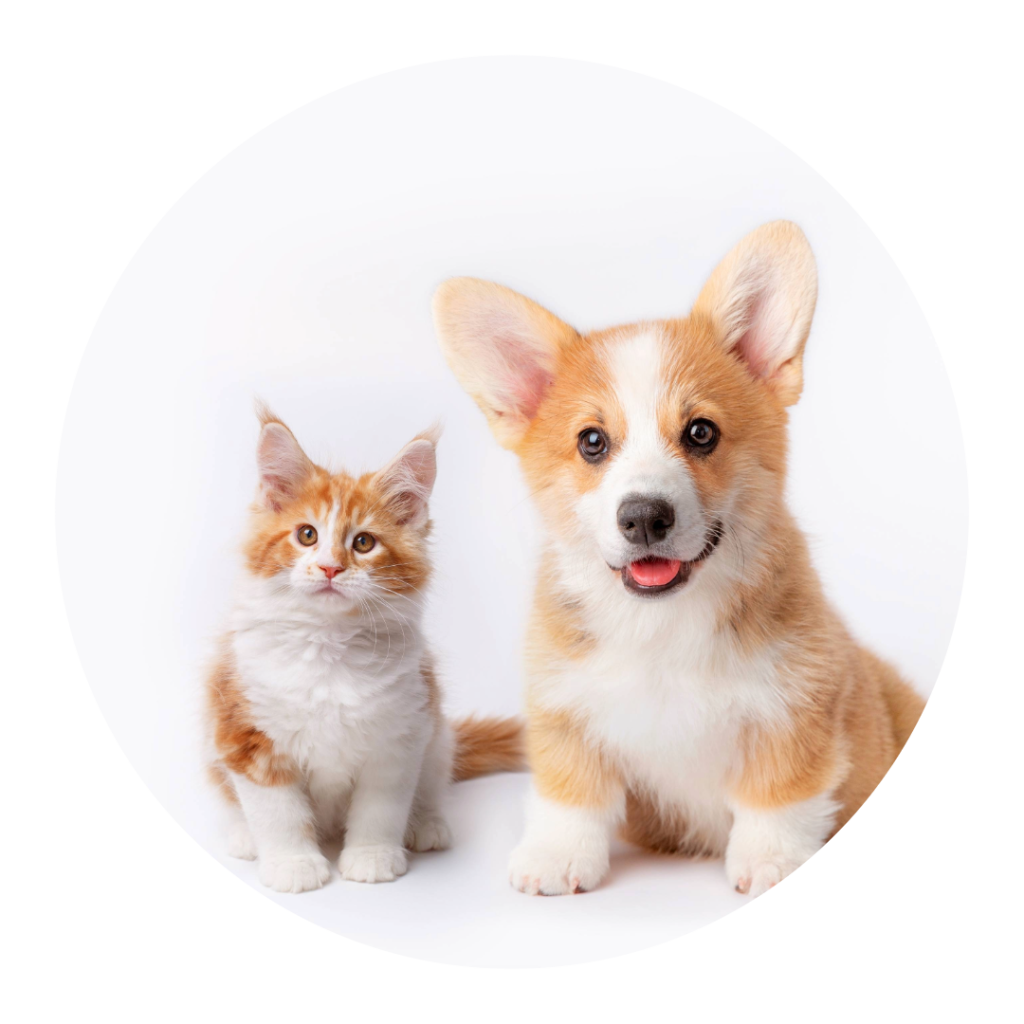 Top Tips from the Experts on Healthy Coats for Household Pets