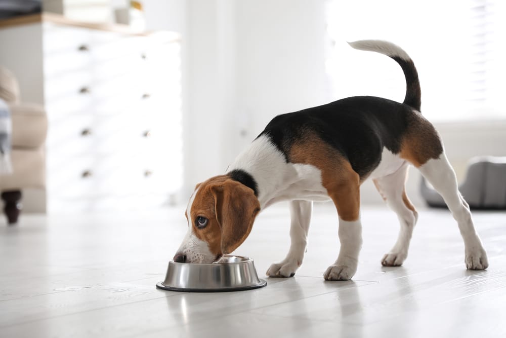 Petfood palatability: Why is it so important to consider?