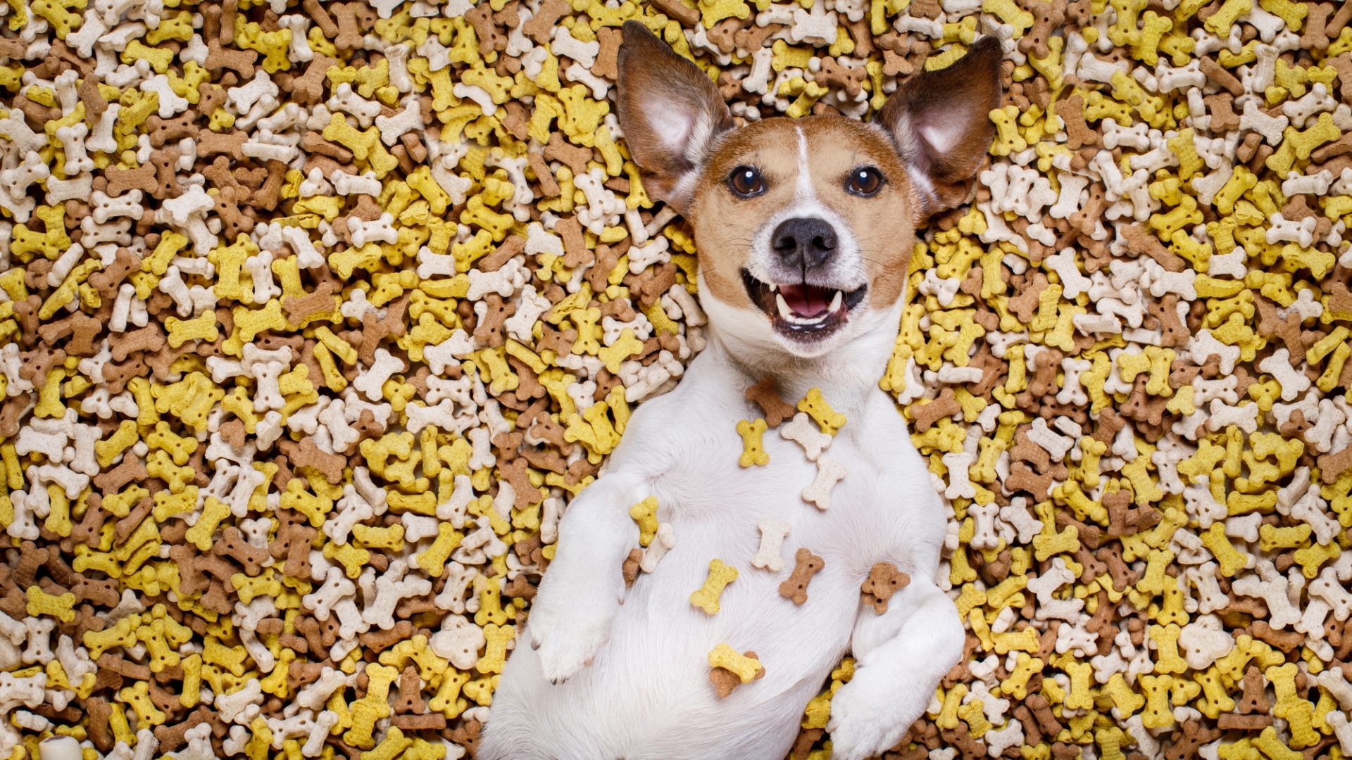 biomega® reflects on pet food trends that will shape the market in 2024