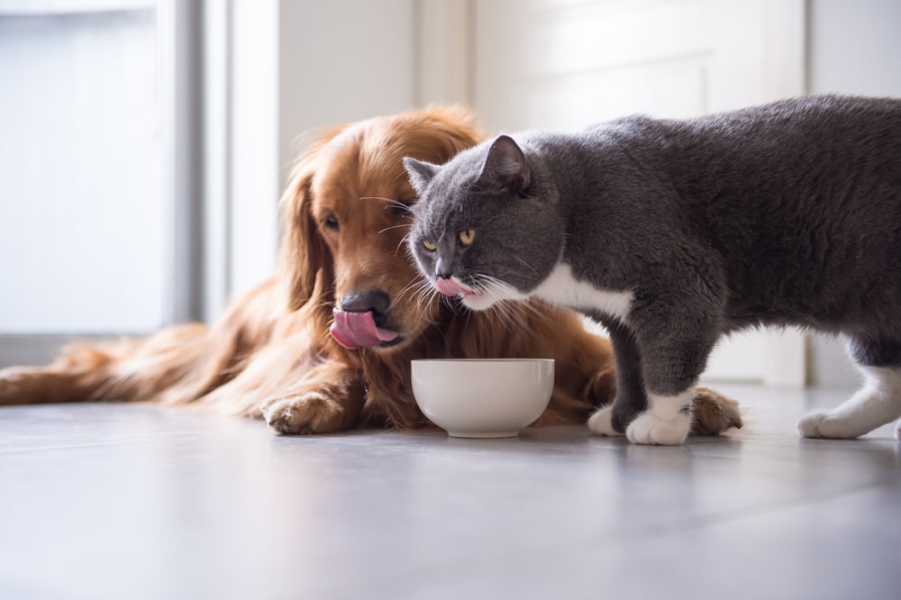 biomega® attends Petfood Forum 2023 to share insight into its unique processing techniques